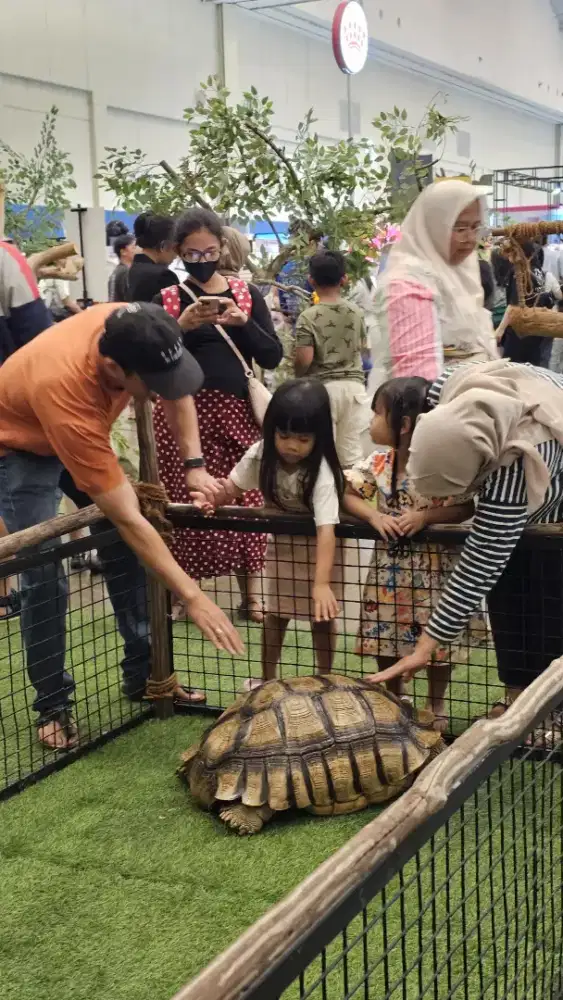 Kura Sulcata Jumbo
