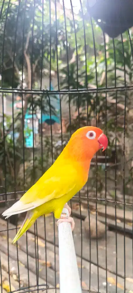 Lovebird PF Gren betina