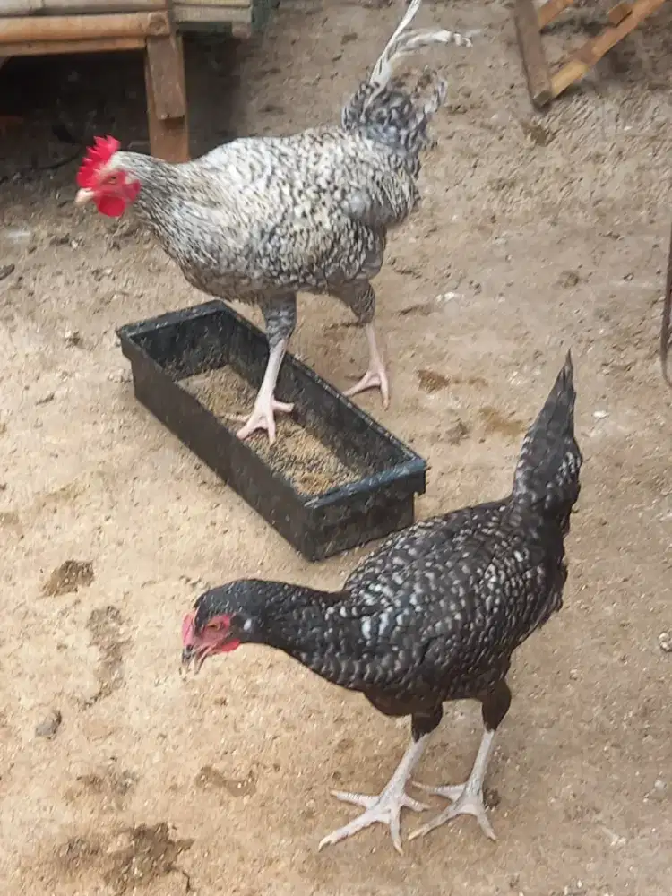 Ayam kampung kuntara 4