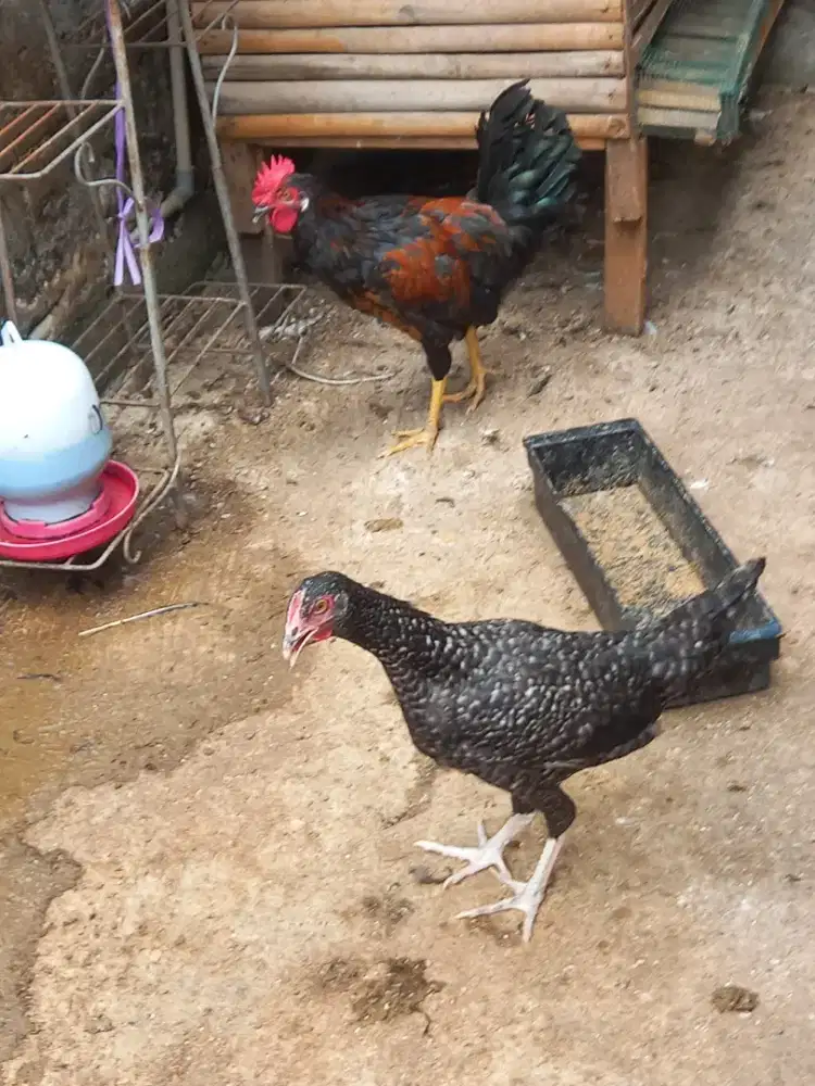 Ayam kampung kuntara 4.