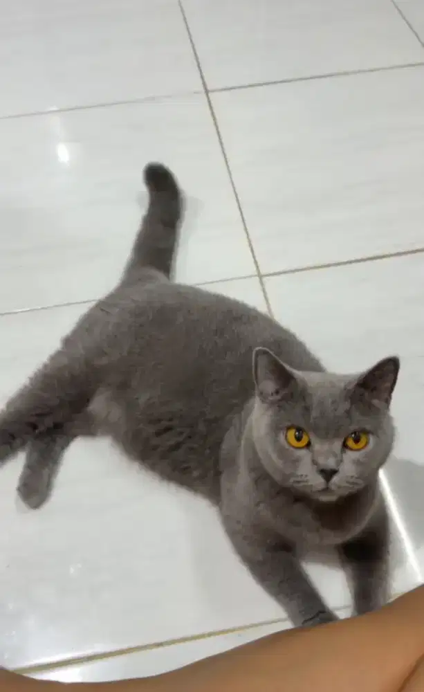 kucing BSH betina
