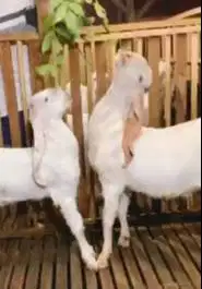 sepasang bakalan kambing etawa senduro 6-7 bulanan TB 65-70cm unggulan