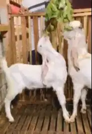 sepasang bakalan kambing etawa senduro 6-7 bln siap ternak TB 65-70cm