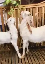sepasang bakalan kambing etawa senduro 6-7 bln siap ternak TB 65-70cm