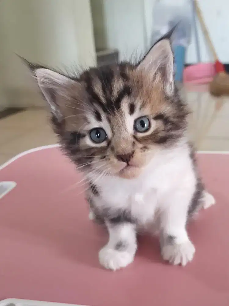 Kitten Mainecoon Male Taby