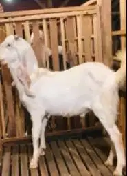 sepasang bakalan kambing etawa senduro 6-7 bln siap ternak TB 65-70cm