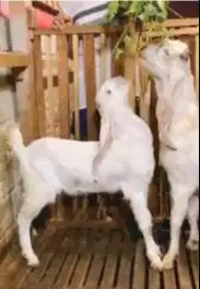 sepasang bakalan kambing etawa senduro 6-7 bln siap ternak TB 65-70cm