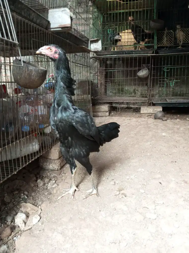 ayam bangkok pakhoy dara 5 bln