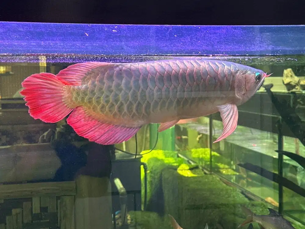 Arowana/arwana Super Red  jos