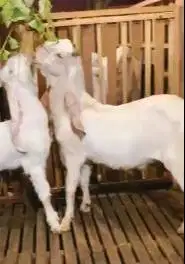 sepasang bakalan kambing etawa senduro 6-7 bln TB 65-70cm siap ternak
