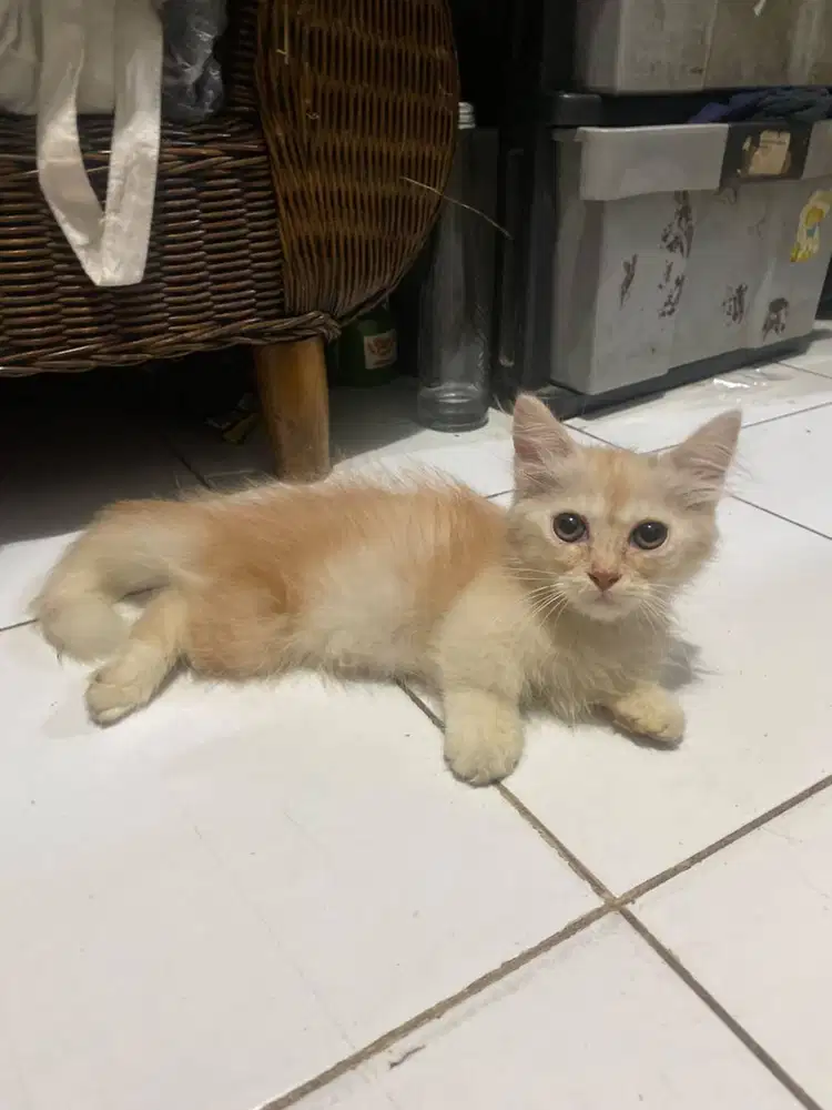 KUCING MUNCHKIN