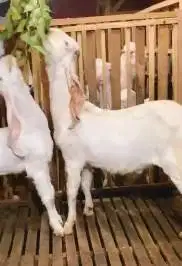 sepasang bakalan kambing etawa senduro 6-7 bln super TB 65-70cm manteb