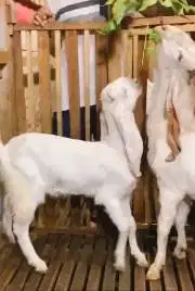 sepasang bakalan kambing etawa senduro 6-7 bln super TB 65-70cm manteb