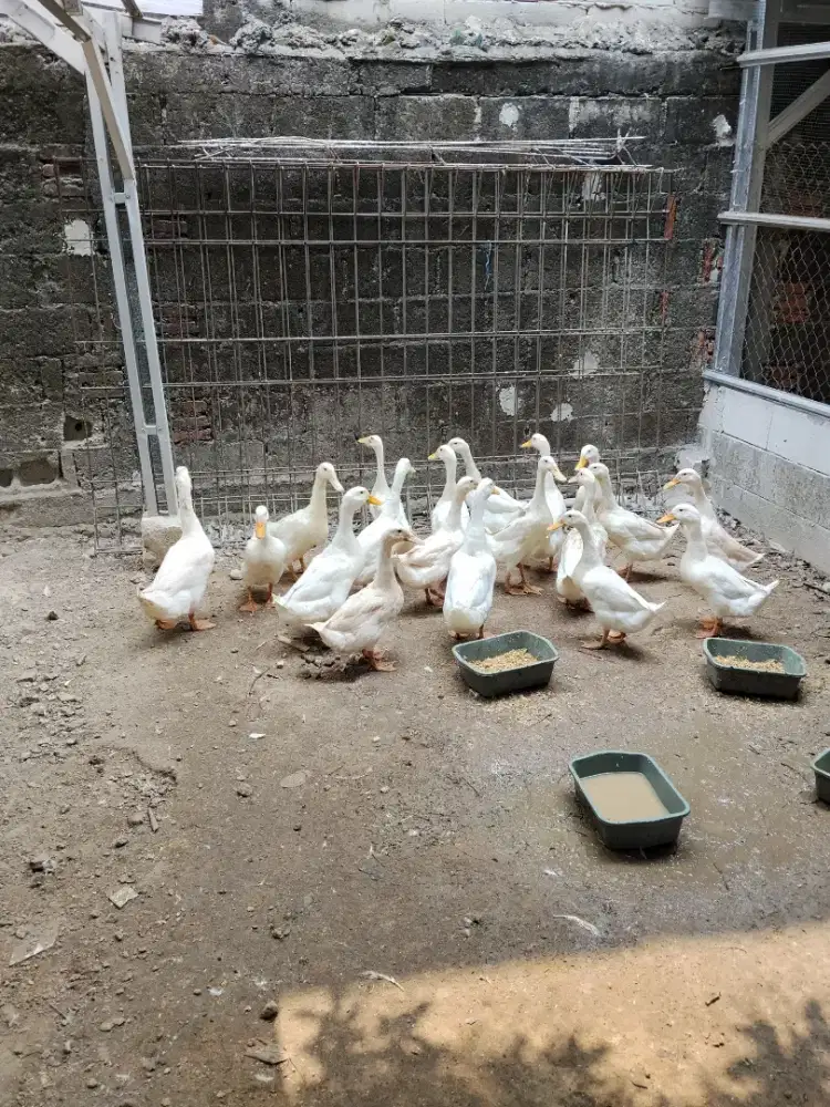 Jual bebek Peking borongan