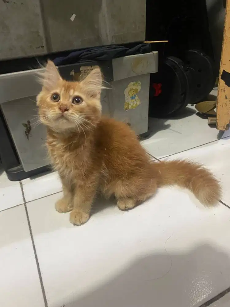 KUCING MUNCHKIN NS
