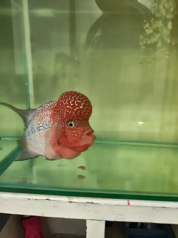 Ikan louhan Ajib
