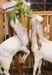 sepasang bakalan kambing etawa senduro 6-7 bulanan TB 65-70cm superan