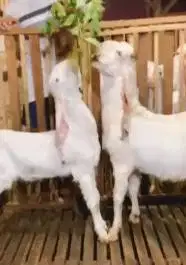 sepasang bakalan kambing etawa senduro 6-7 bulanan TB 65-70cm superan