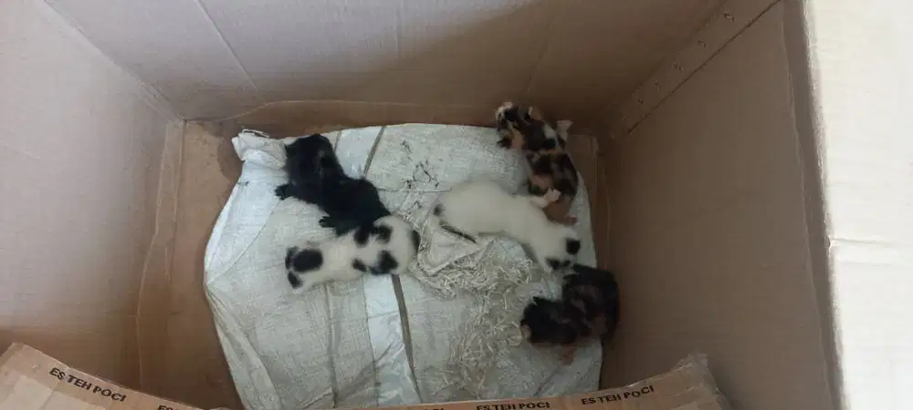5 Anak Kucing Umur 2 Minggu