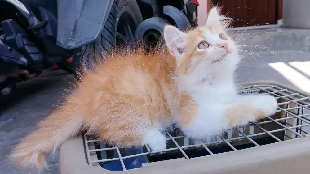 Kucing persia kitten