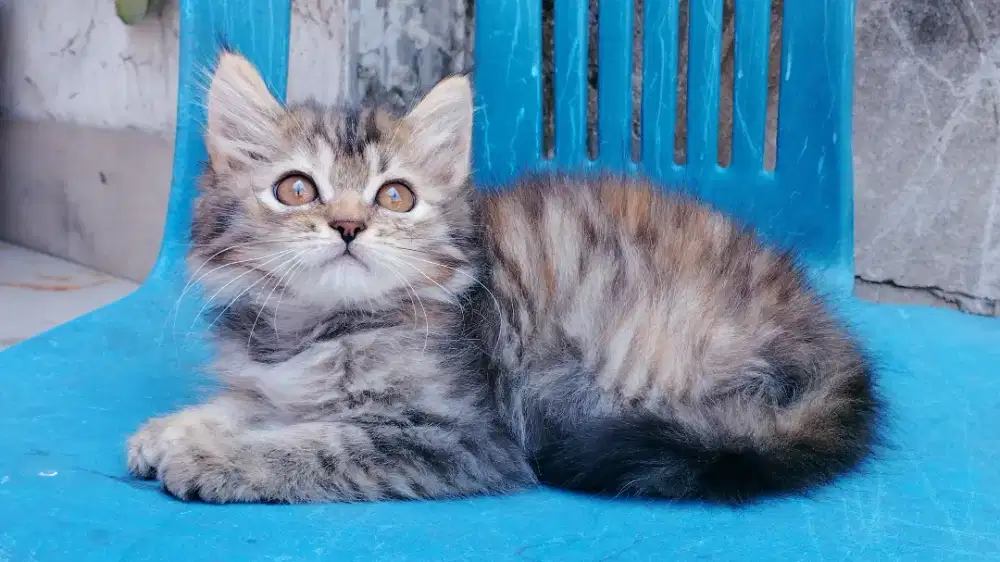 Kucing persia kitten