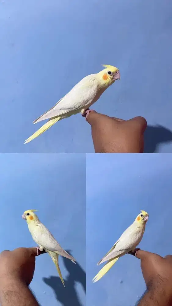 Falk cockatiel parkit australia Jinak total