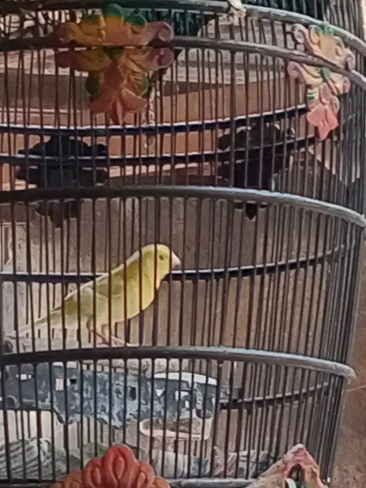 Burung kenari paud polosan