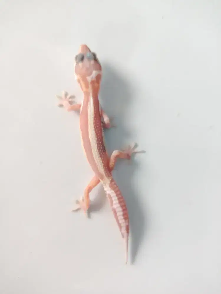 Leopard gecko Tremper BS dan Bell BS