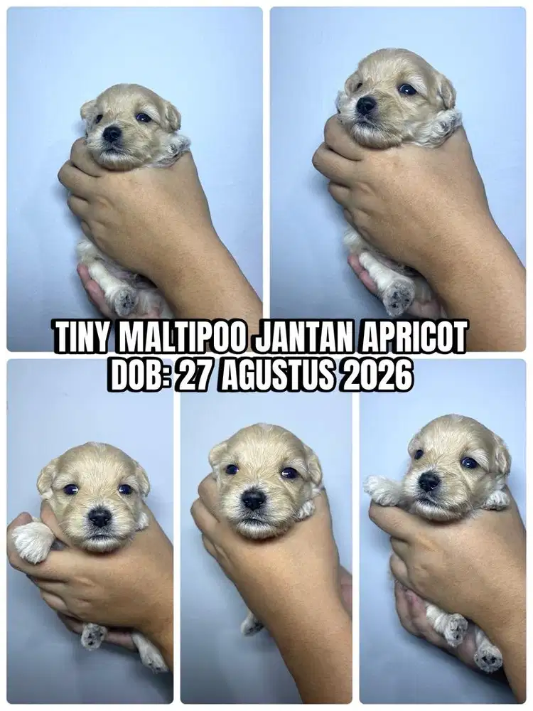 PUPPIES TINY MALTIPOO JANTAN APRICOT
