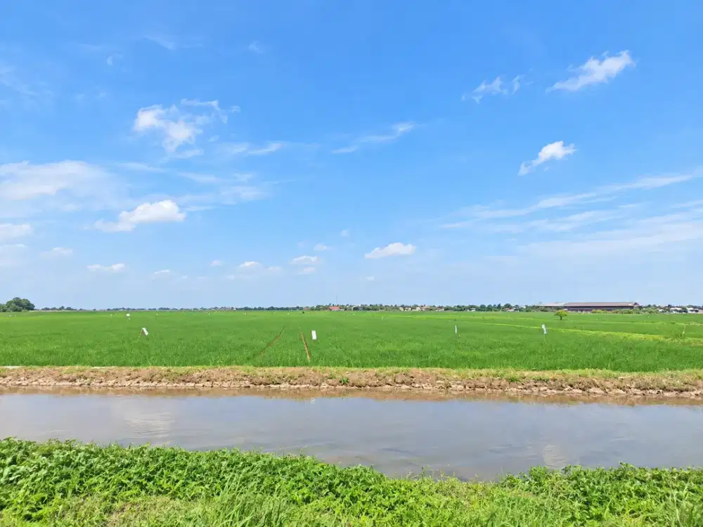 Tanah Sawah Luas 34.703 m² di Kertamulya Karawang – Cocok Investasi & Pengembangan
