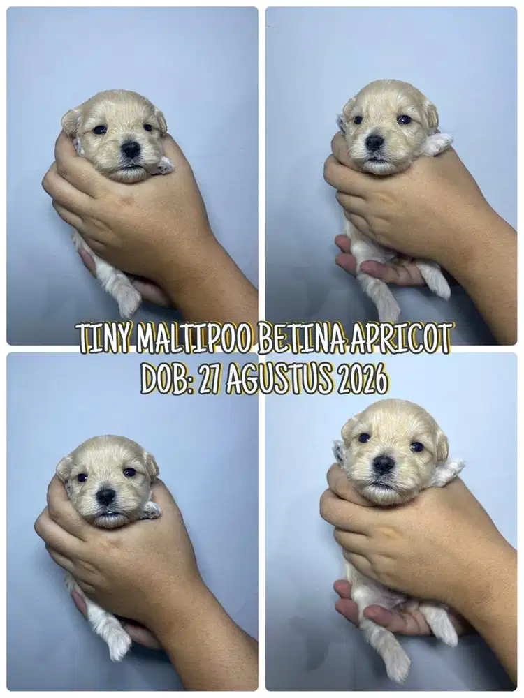 PUPPIES TINY MALTIPOO BETINA APRICOT
