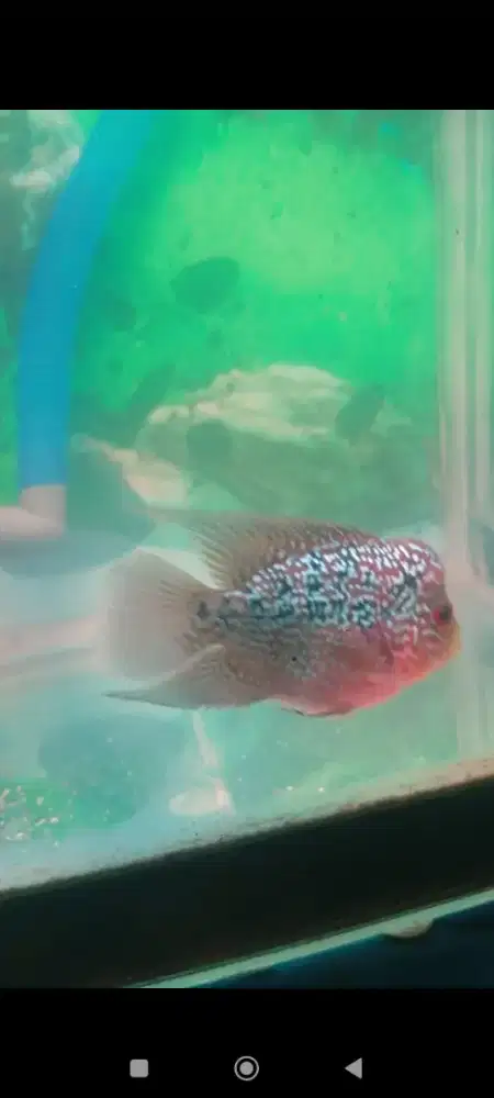 Ikan lohan srd ukuran 3cm