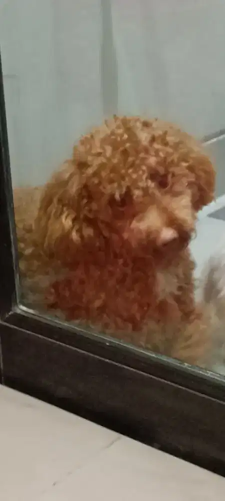 Miniatur poodle betina