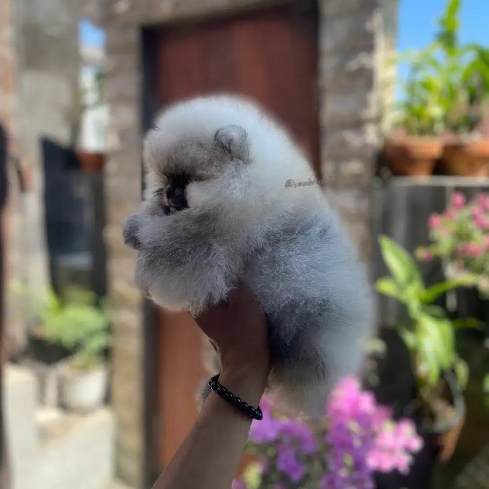 Pomeranian Betina