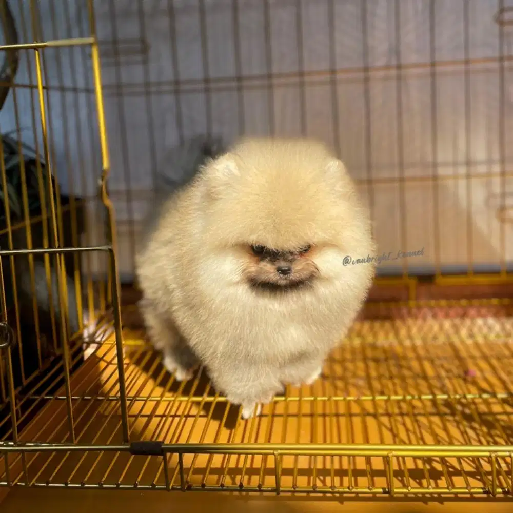 Pomeranian Betina