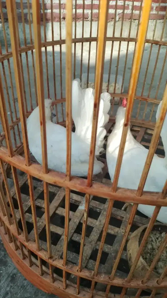 Ayam kate hias mataraman murah