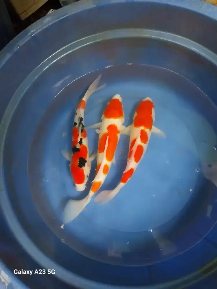 Paket Ikan koi kohaku sanke 30-33cm