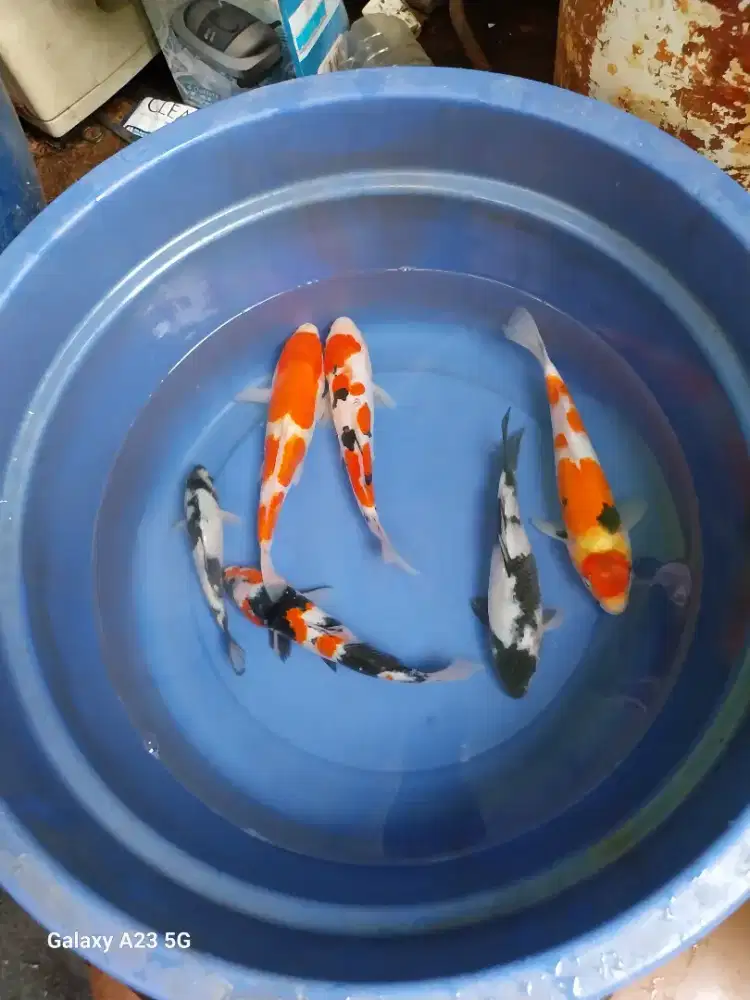 Paket ikan koi mix