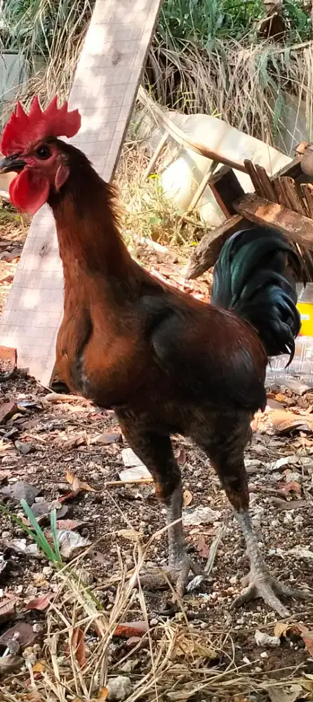 Ayam Jantan Arab