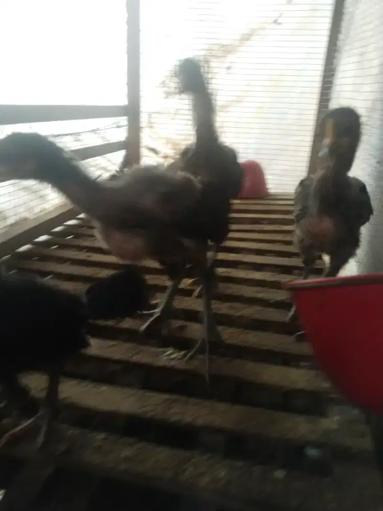 Anak ayam pelung