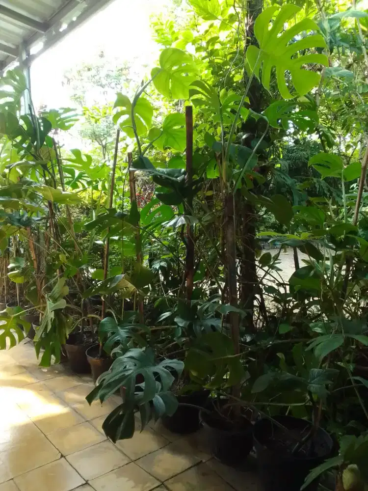 Tanaman Monstera borsigiana