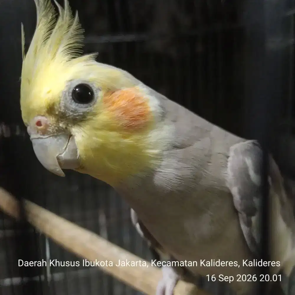 Burung falk jantan