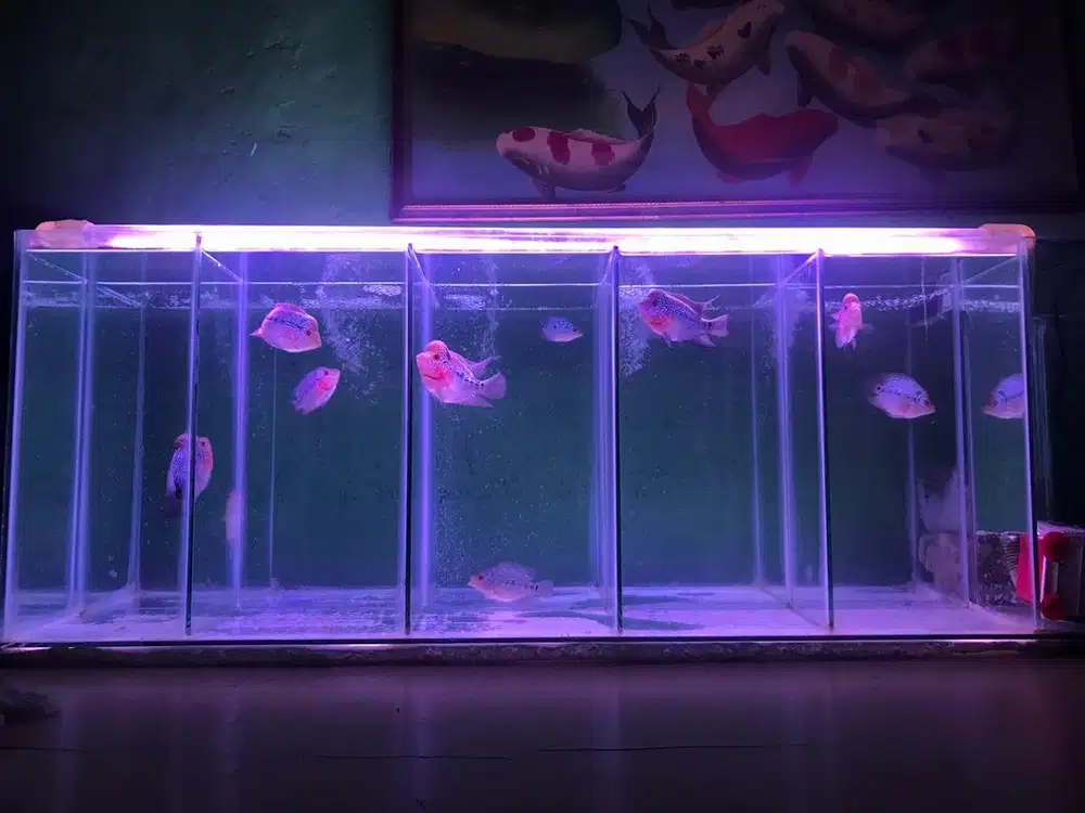 Pecinta Ikan Jenong