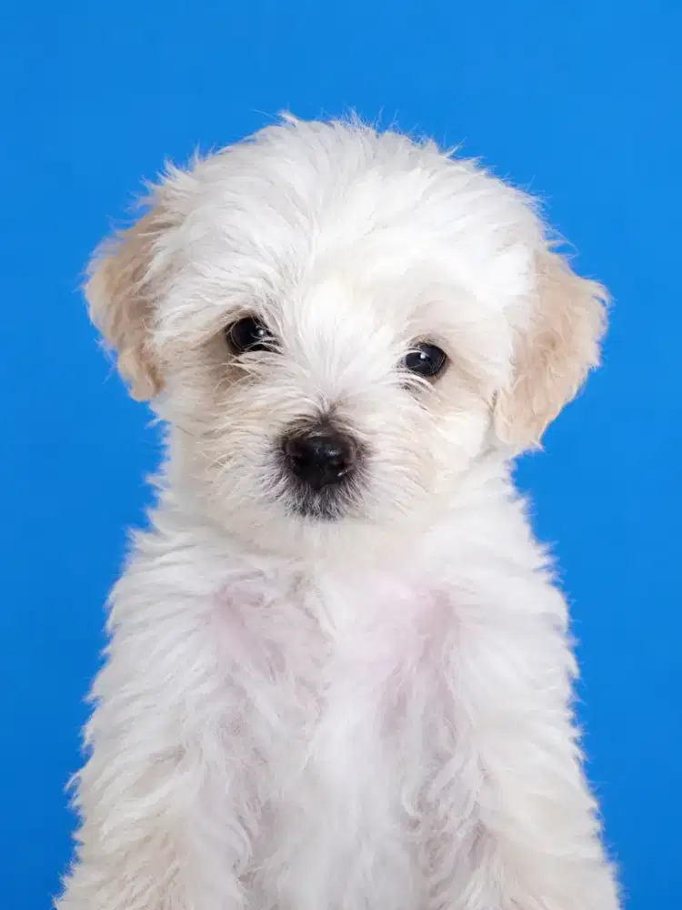 Poodle mix Maltese / Maltipoo good quality