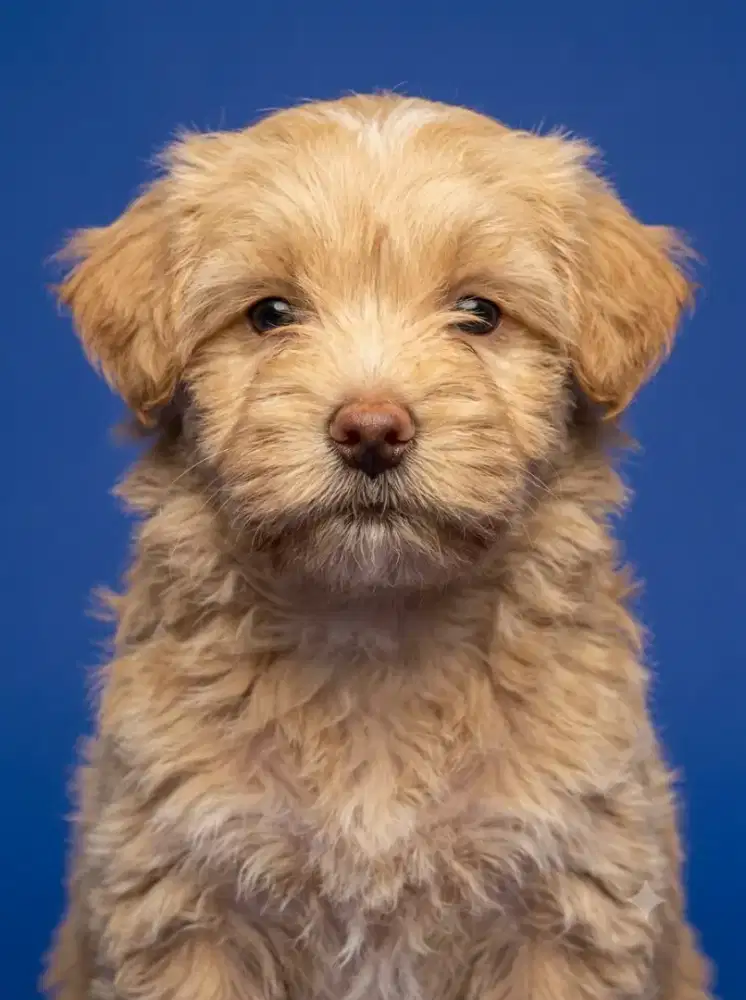 Poodle mix Maltese / Maltipoo good quality