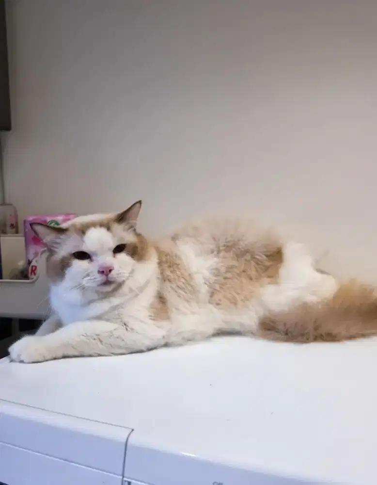 Ragdoll Jantan umur 4 tahun PEDIGREE ICA