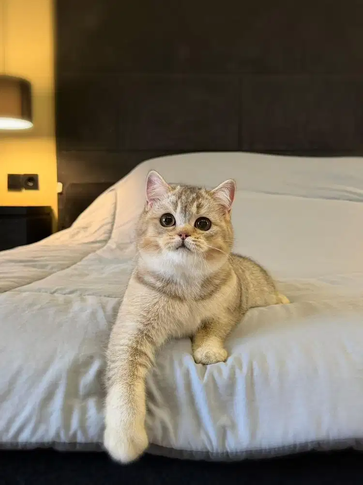 kucing british shorthair