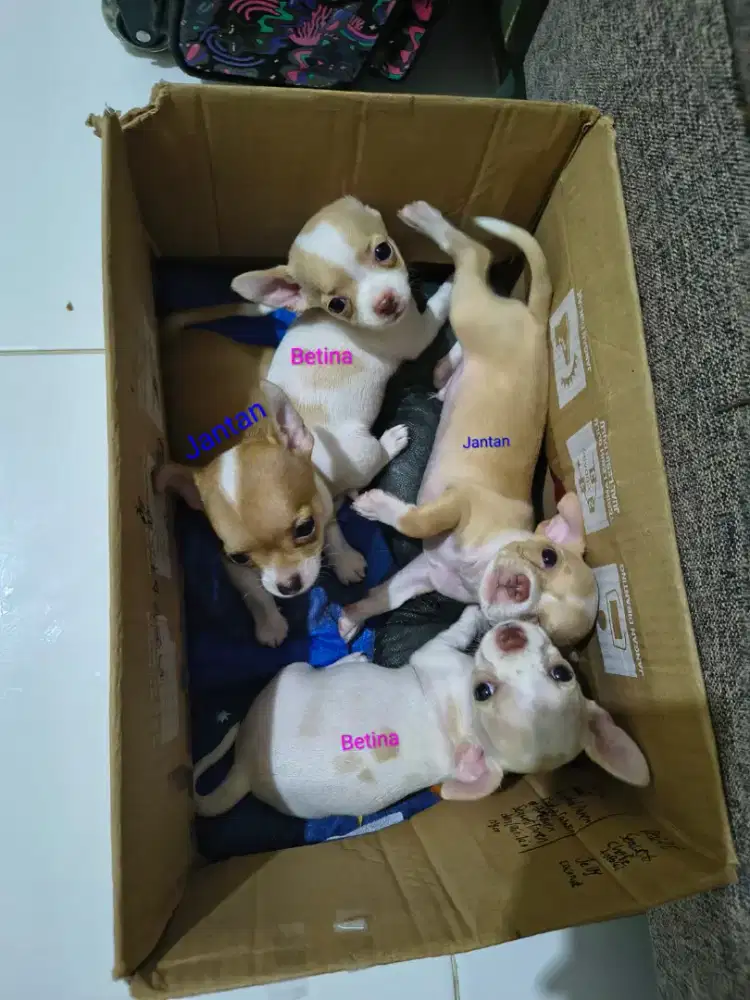 Puppy Cihuahua pure