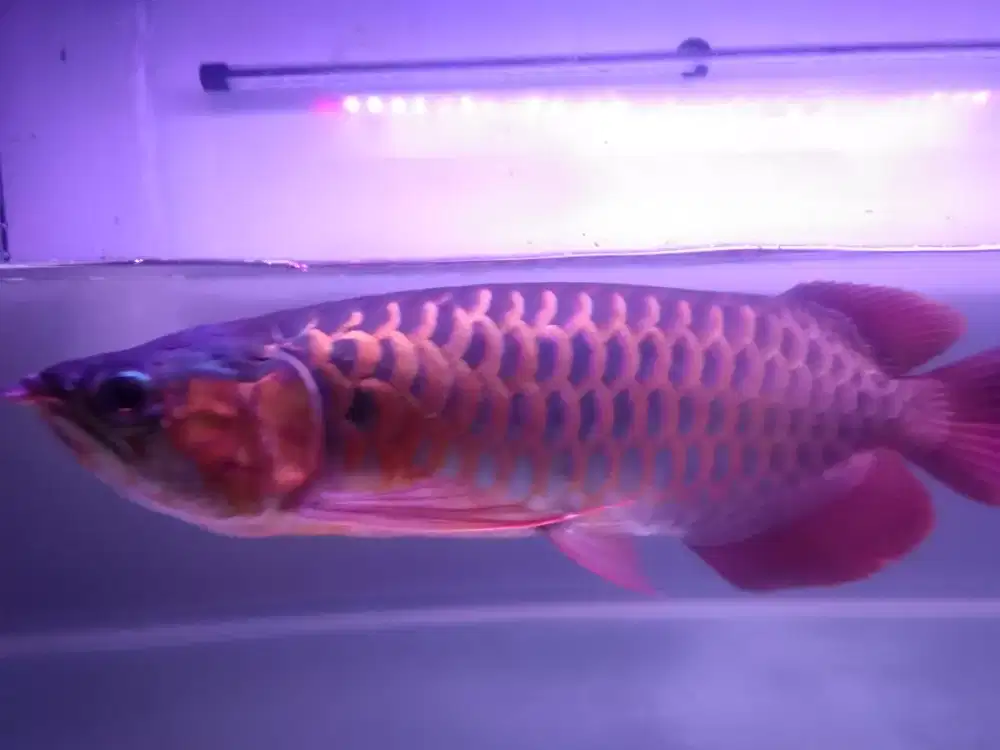 Ikan arwana Super Red klimntan