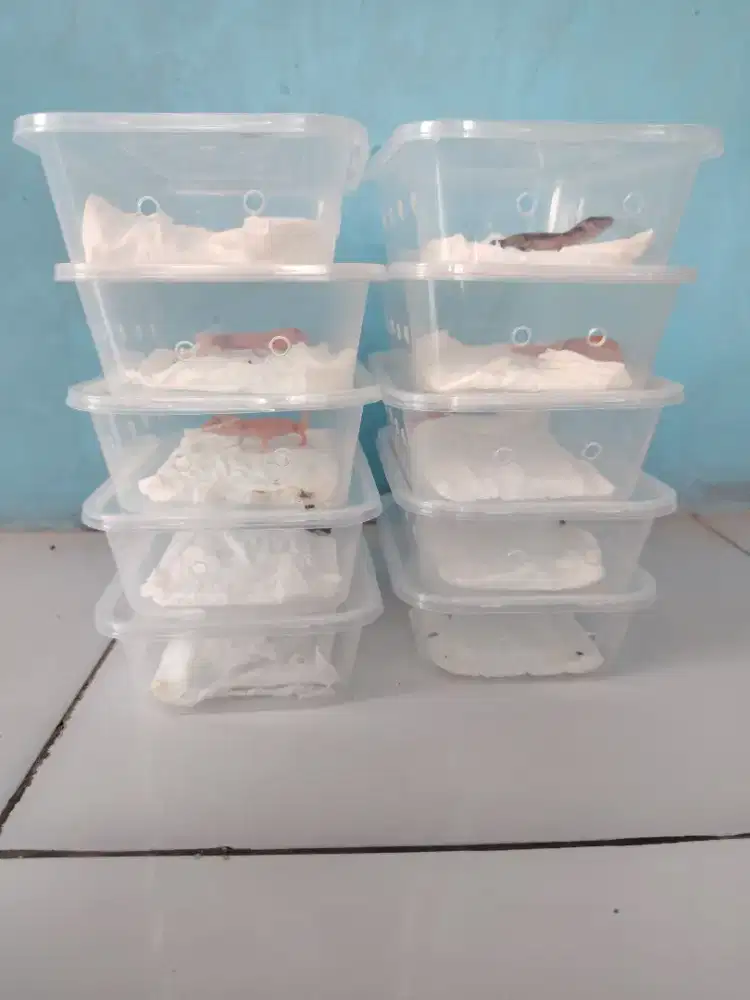 Leopard Gecko Baby 10ekor